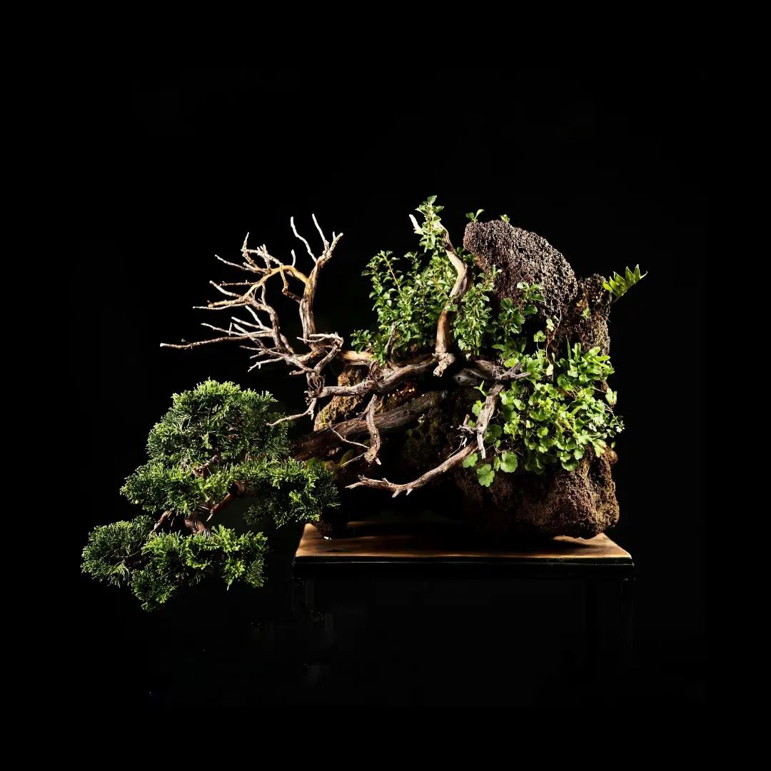 Bonsai Maniak - bonsaimaniak