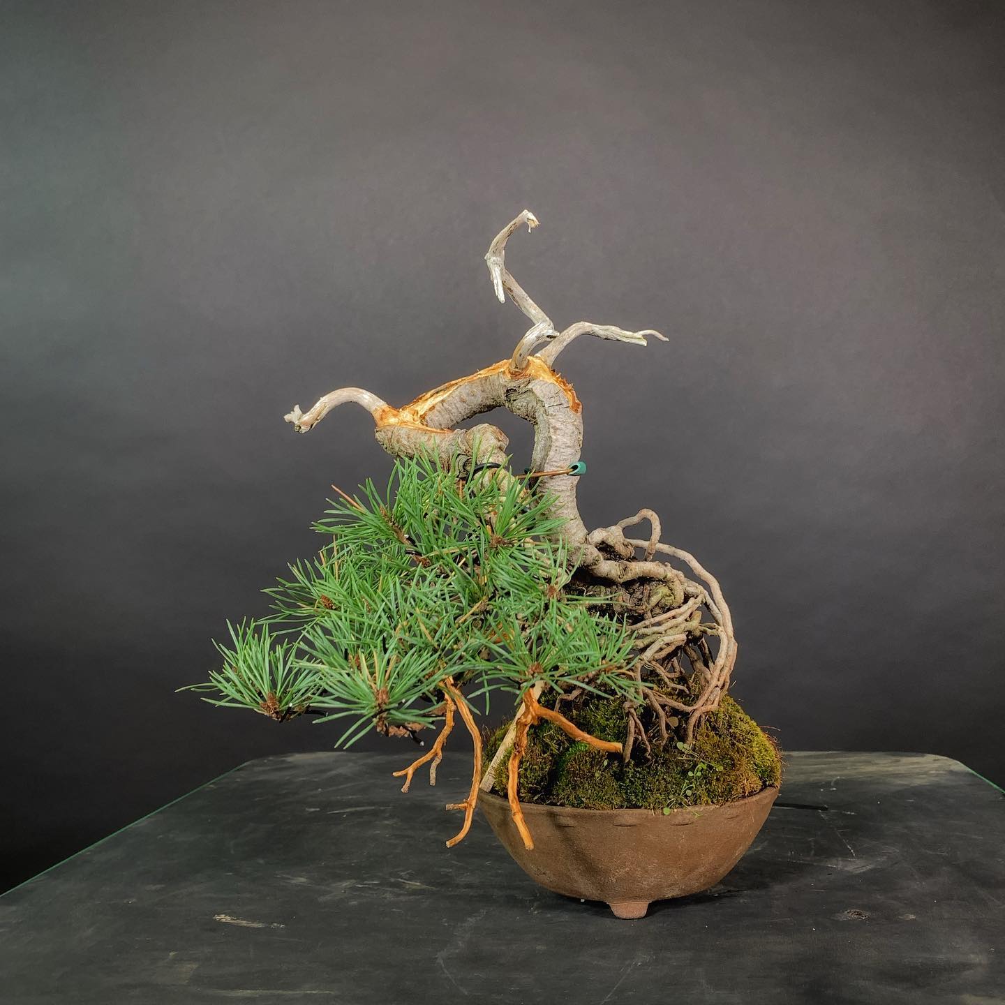 bonsai plant uk Large Bonsai Terrarium